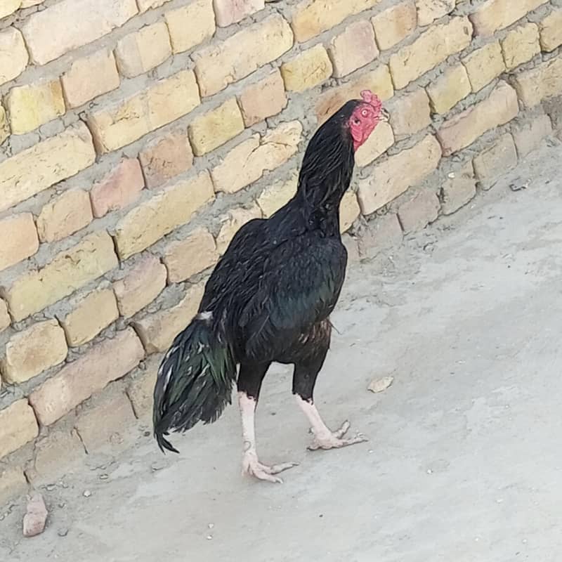 mushka 3