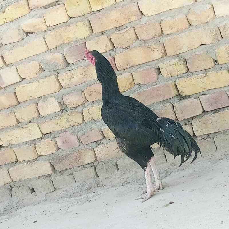 mushka 5
