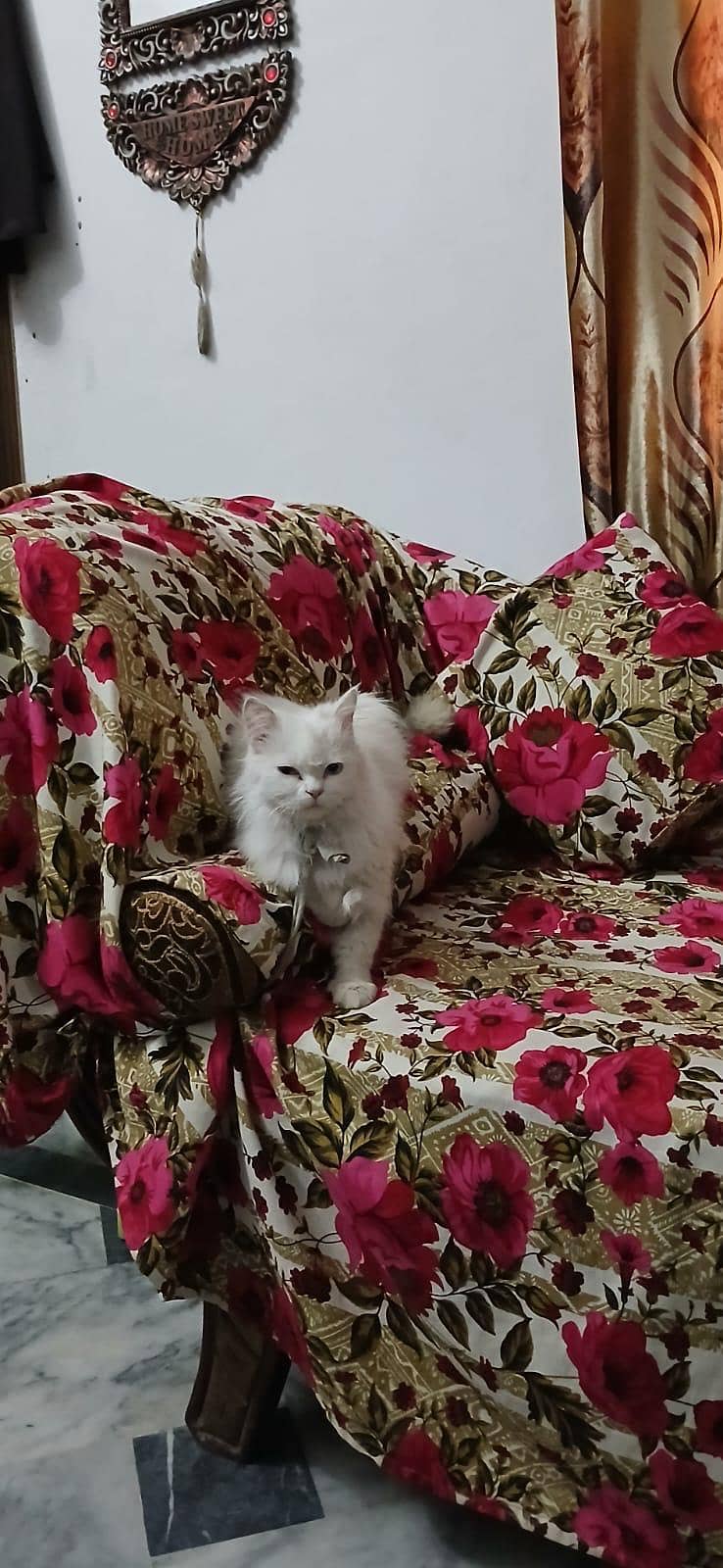 Persian white cat 0