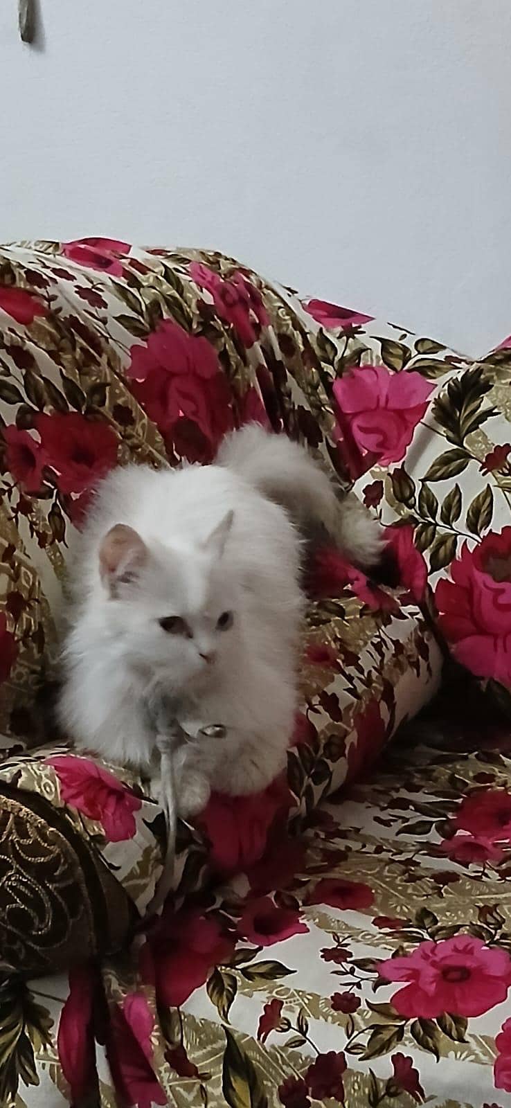 Persian white cat 1