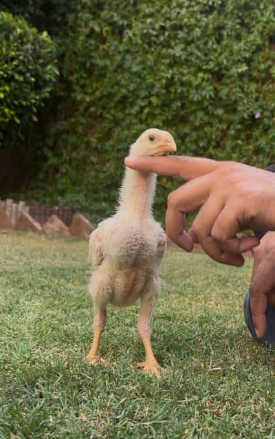 White King Shamo Chicks| Quality shamo aseel chicks |Oh Shamo Chicks