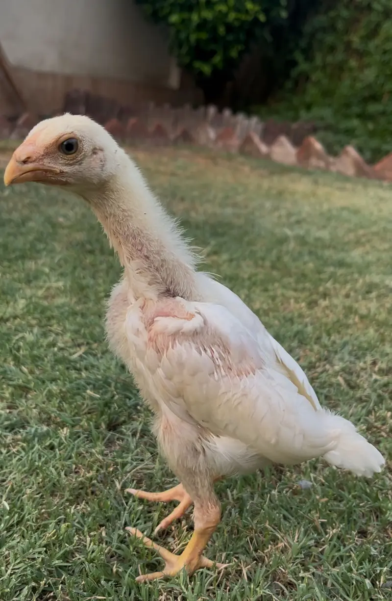 White King Shamo Chicks| Quality shamo aseel chicks |Oh Shamo Chicks — photo 6