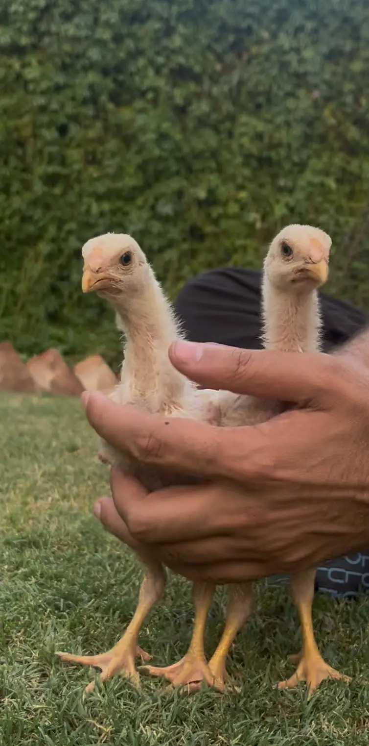 White King Shamo Chicks| Quality shamo aseel chicks |Oh Shamo Chicks — photo 7