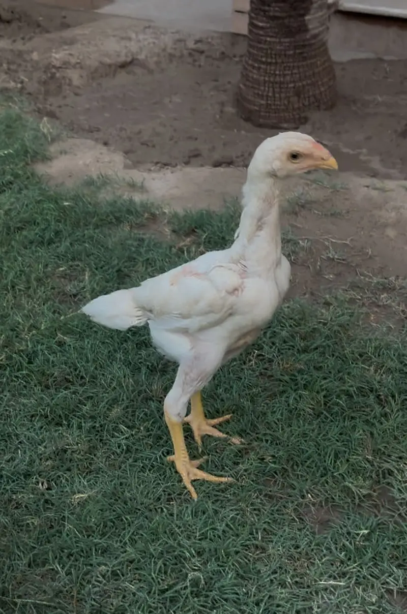 White King Shamo Chicks| Quality shamo aseel chicks |Oh Shamo Chicks — photo 9