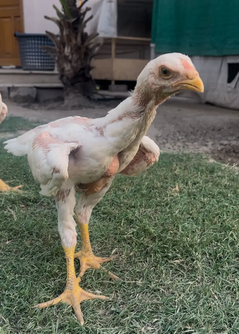 White King Shamo Chicks| Quality shamo aseel chicks |Oh Shamo Chicks — photo 10