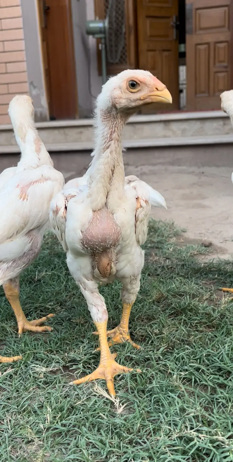 White King Shamo Chicks| Quality shamo aseel chicks |Oh Shamo Chicks — photo 11