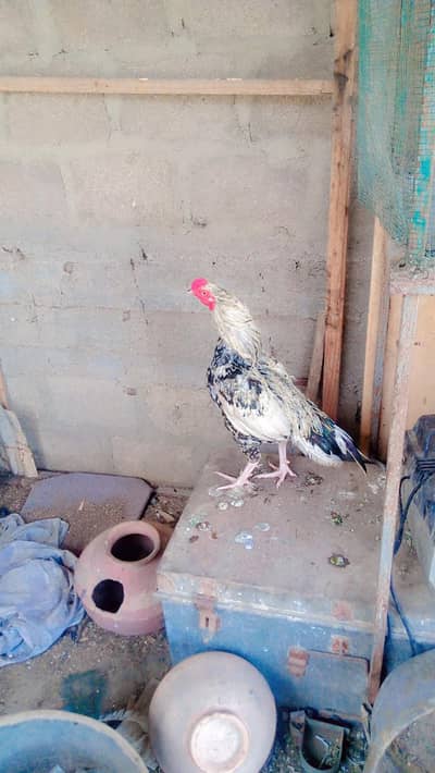 Aseel jawa patha for sale WhatsApp num 03100128288