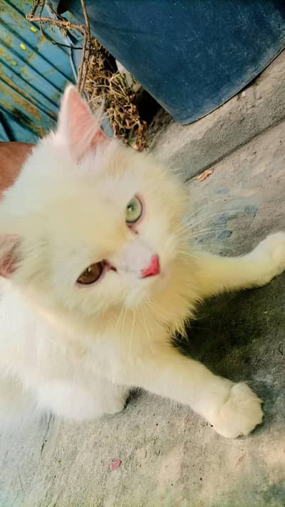 persion cat for sale