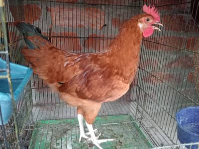 desi Rooster pathy for sale
