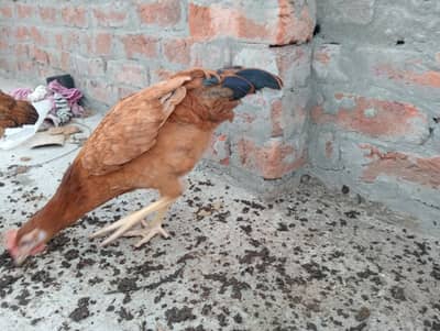 desi Rooster  for sale