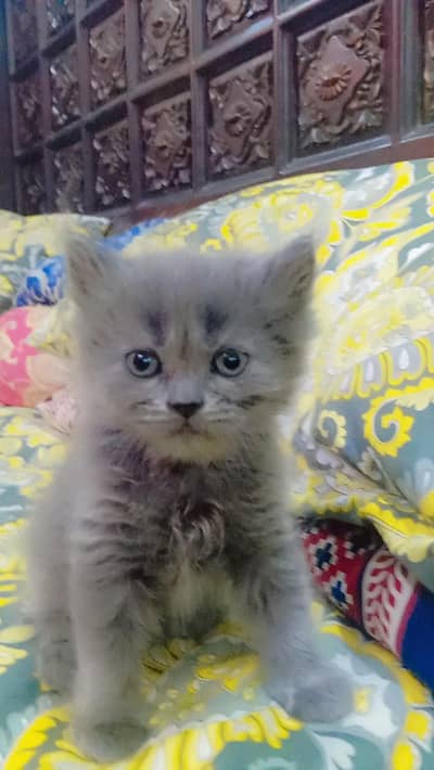 Cute Persian kittens Available — Healthy & playful