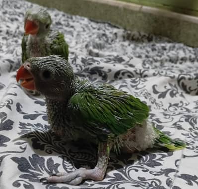 green ringneck & jhenda conure