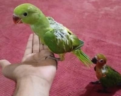green ringneck & jhenda conure