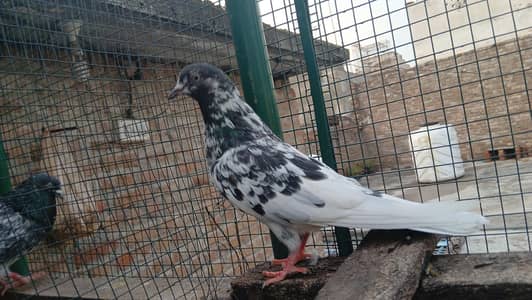 Pigeon