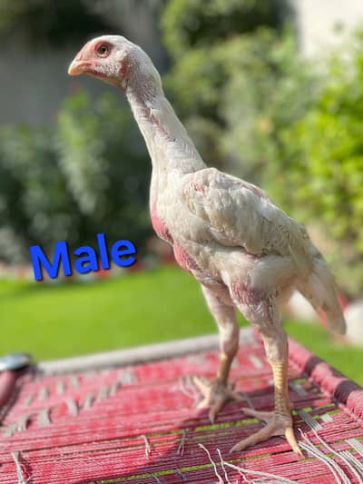 shamo chicks pure quality