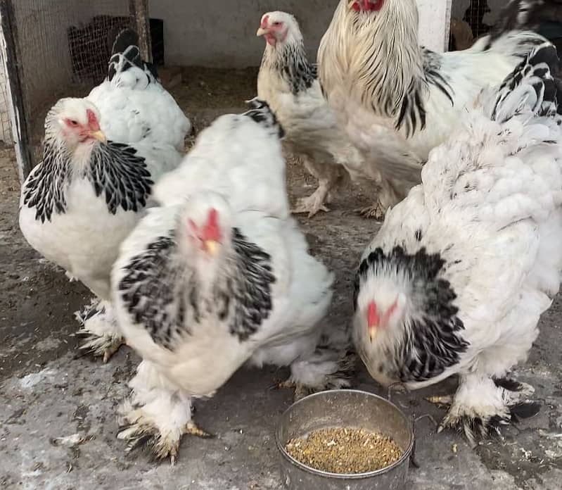 Heavy buff chicks 4