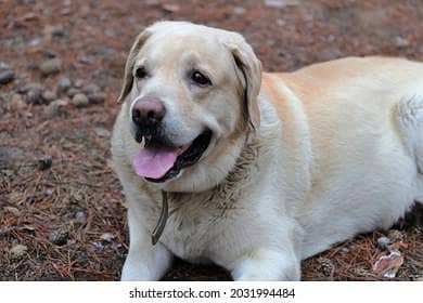 Dog For Sale