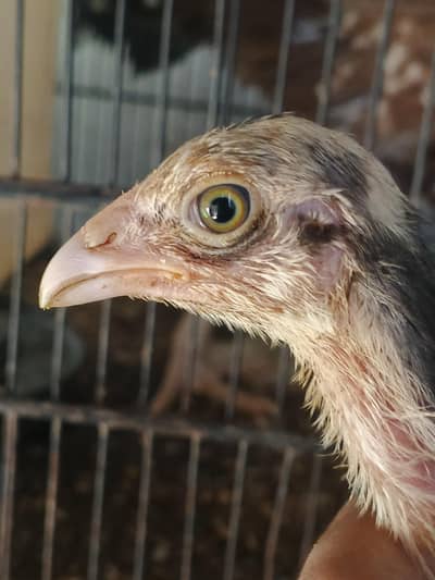 high quality aseel chicks for sale