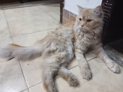 Fluffy Persian doll face cat for sale