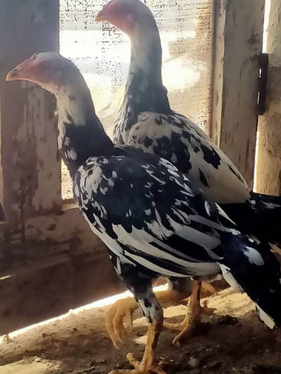 LASANI ASEEL PAIR (JORRI)