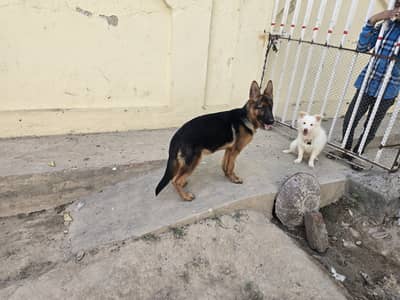 German shepherd  Male stock coat for sale