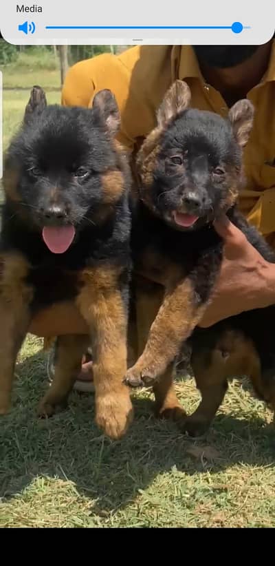 German Shepherd black and tan pair | German Shepherd puppies for sal