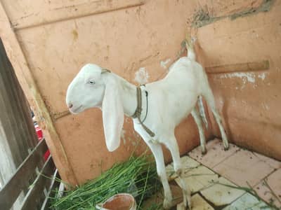 gulabi white eyes pink nose beautiful fresh bakri