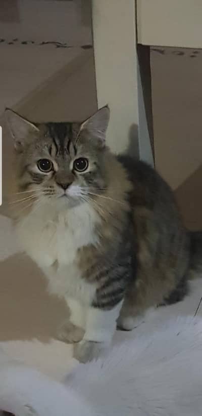 persian Male cat