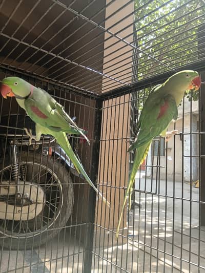 Raw Full size Breeder pair