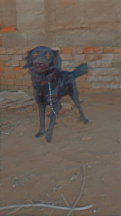 Exchange possible with  security dog