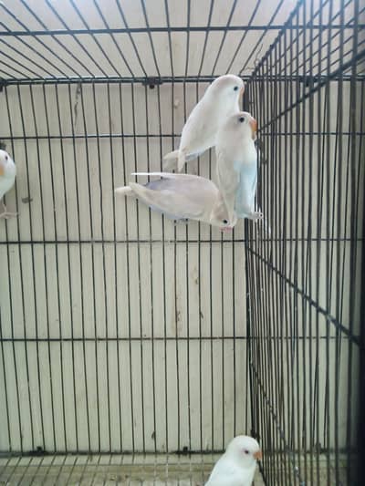 1 Pair Price- Lovebirds Breeder pair For Sale in Shaheen Town