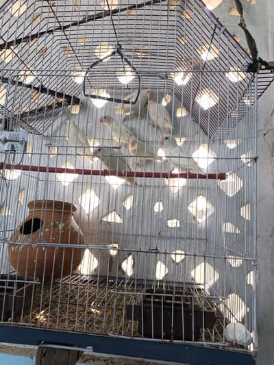 Premium Lovebirds Setup For Sale – Karachi