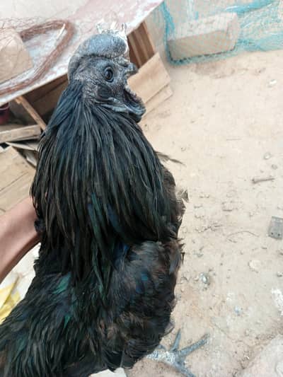ayam cemmani