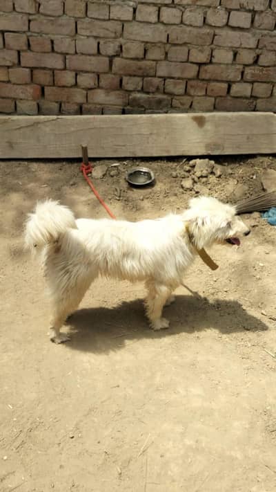 oregnl poodle