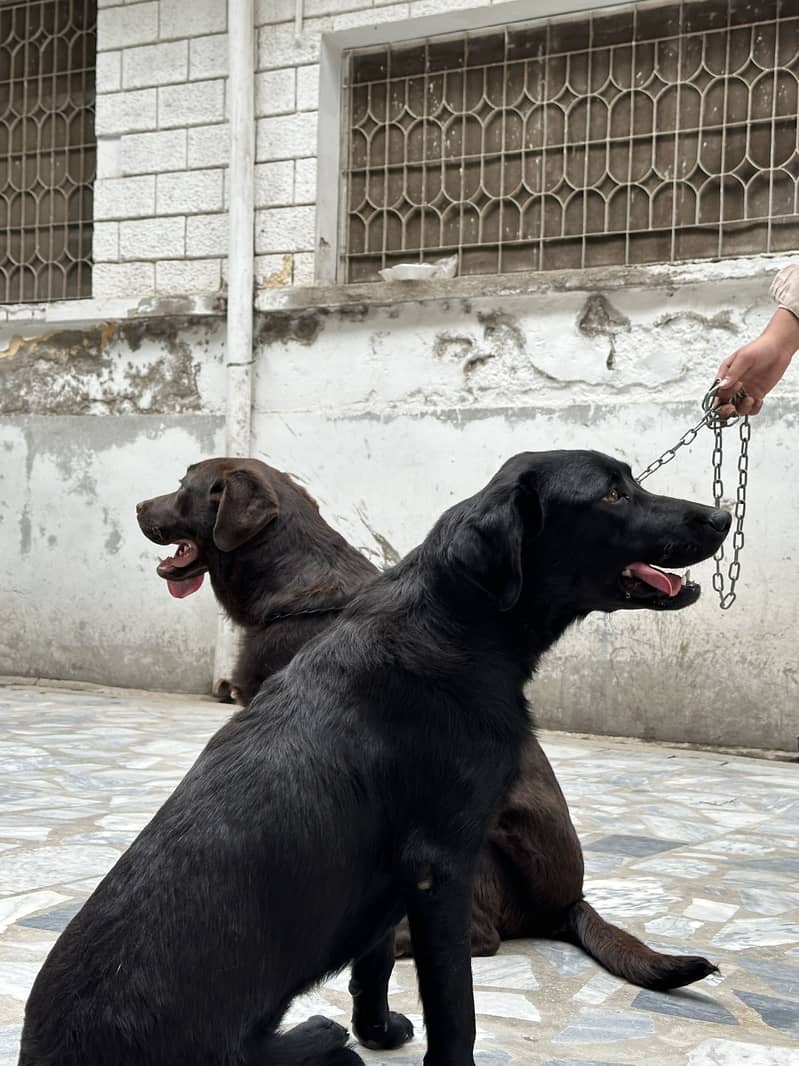 Labrador pair 0