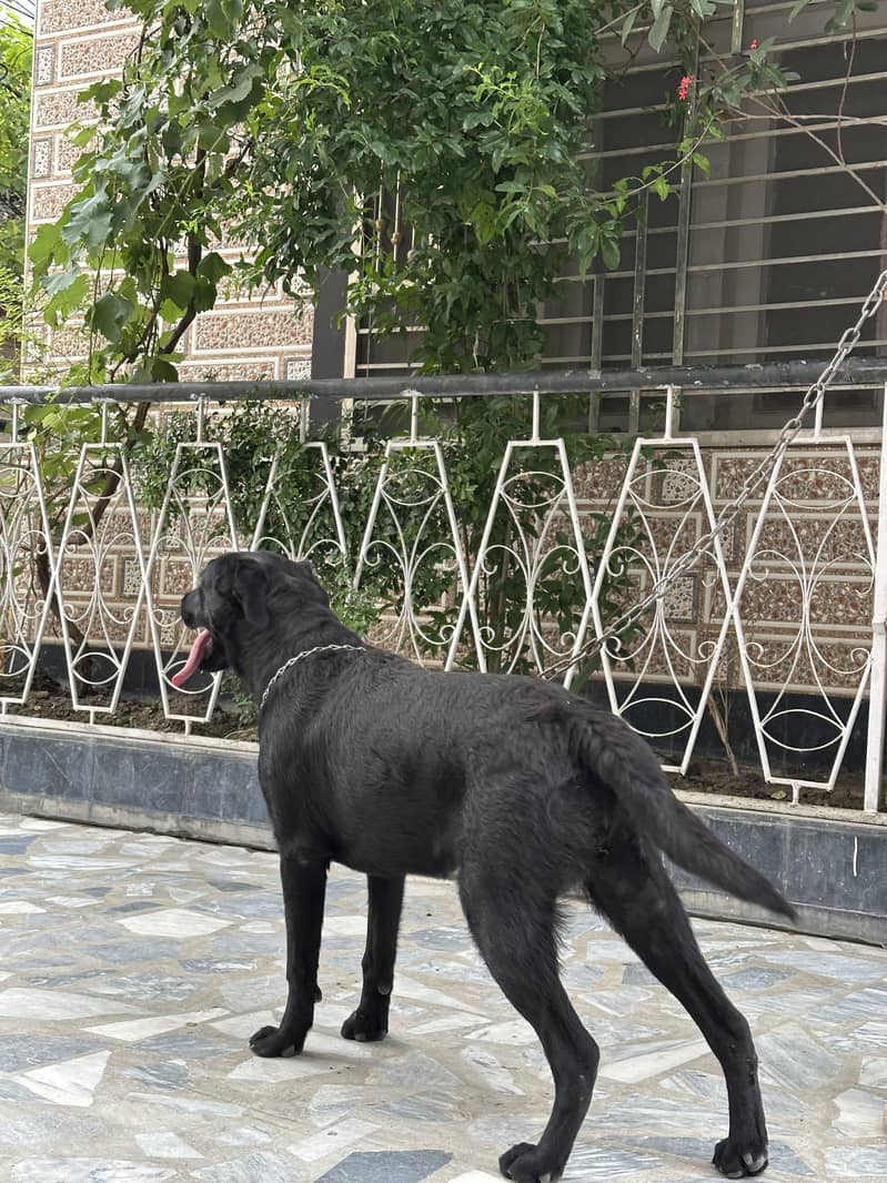 Labrador pair 2
