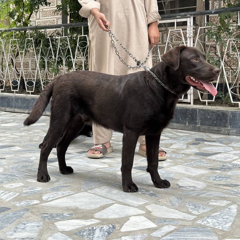 Labrador pair 3