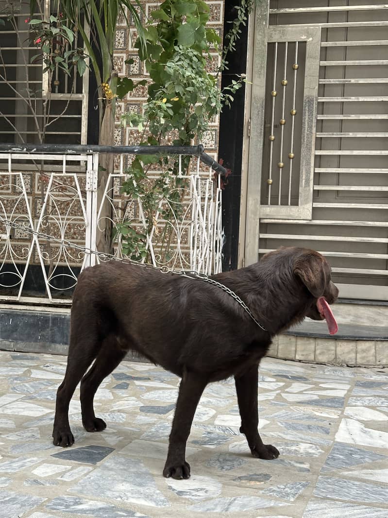 Labrador pair 4