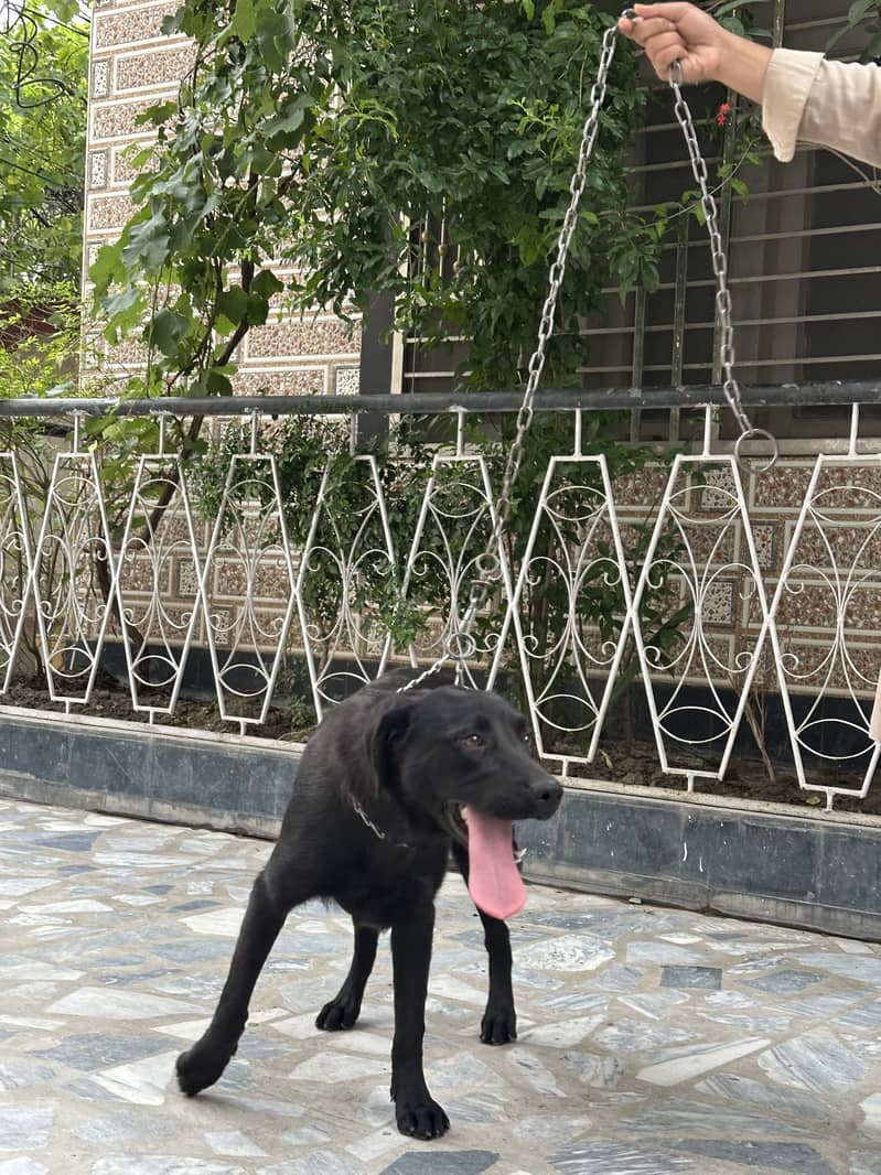 Labrador pair 5