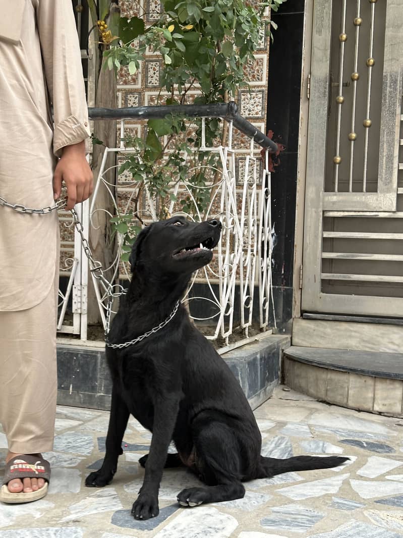 Labrador pair 6