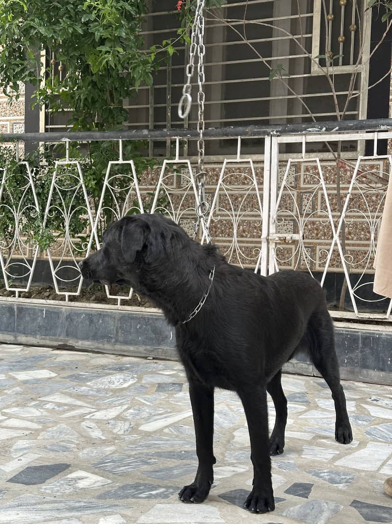 Labrador pair 7