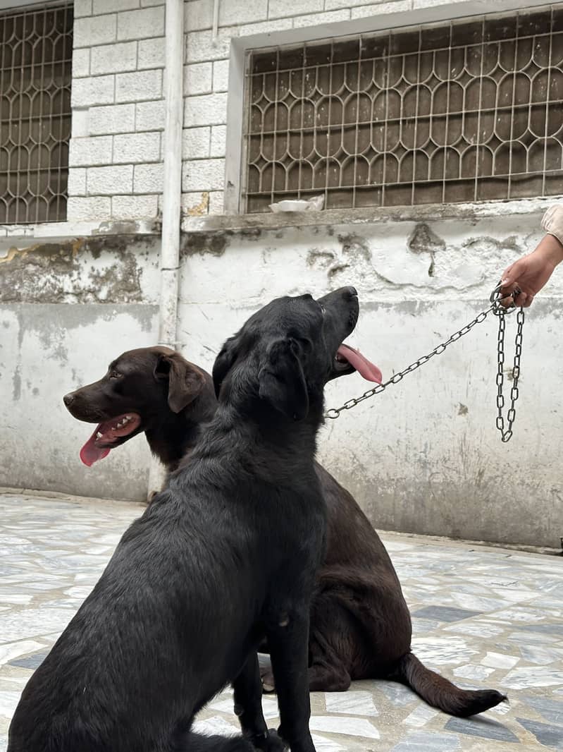 Labrador pair 8