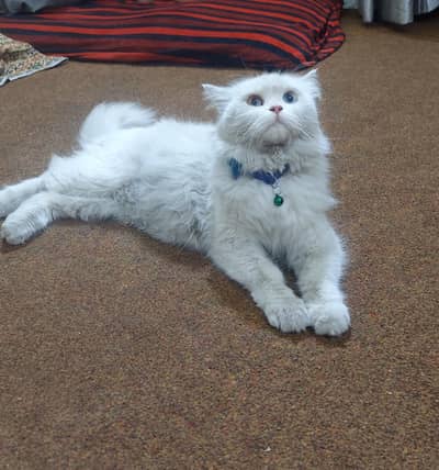 female cat