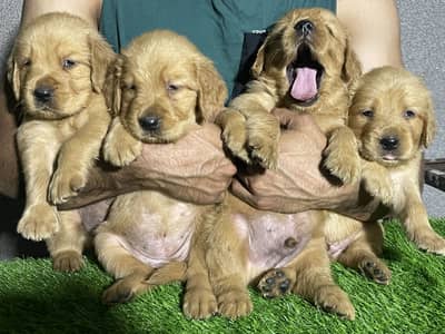 Golden retriever puppies