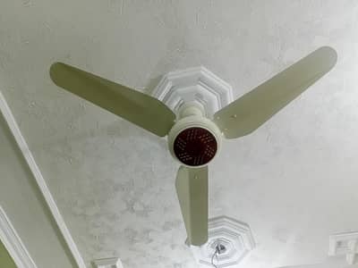 Company:- TRIBON FANS