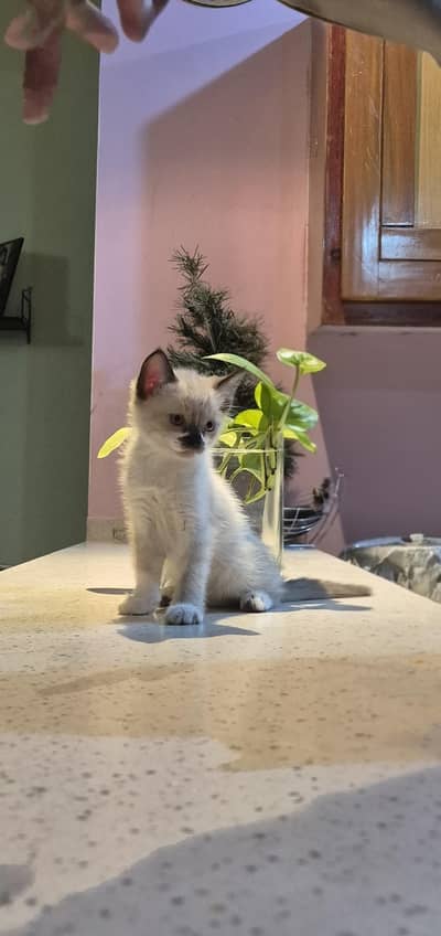 Domestic Shorthair kittens/cats 5 weeks/ 1.25 months old