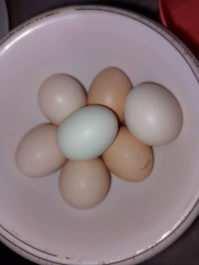 aseel eggs for sale