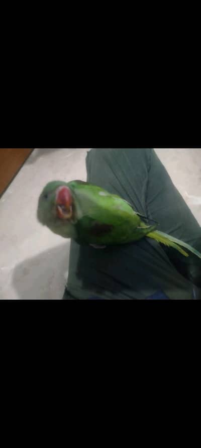 phari raw 2Chiks Available for sale tame Hwn Talk pa arhy Hwn