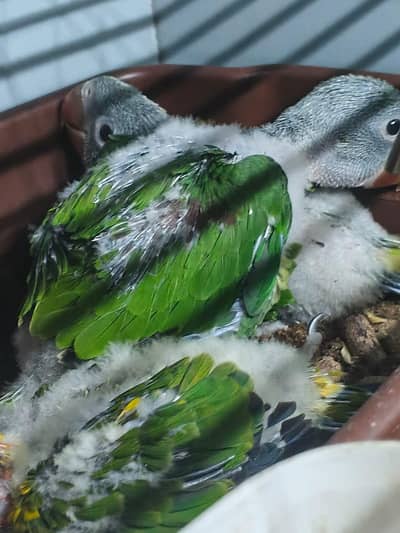 kashmiri raw parrots