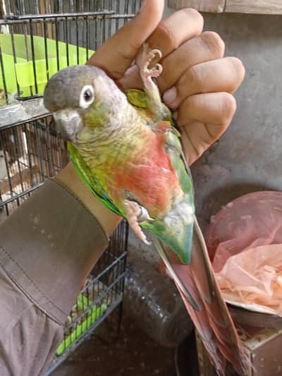 parrot for sale